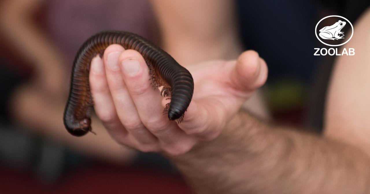 Event media for Creepy Crawly Encounters