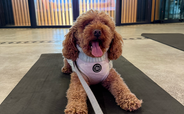 Event media for Pier Pups Day 